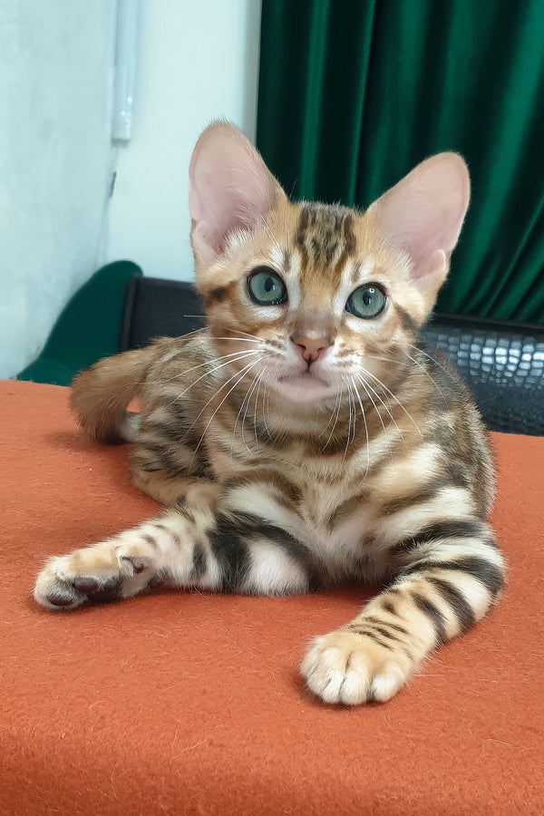 Brown | Bengal Kitten