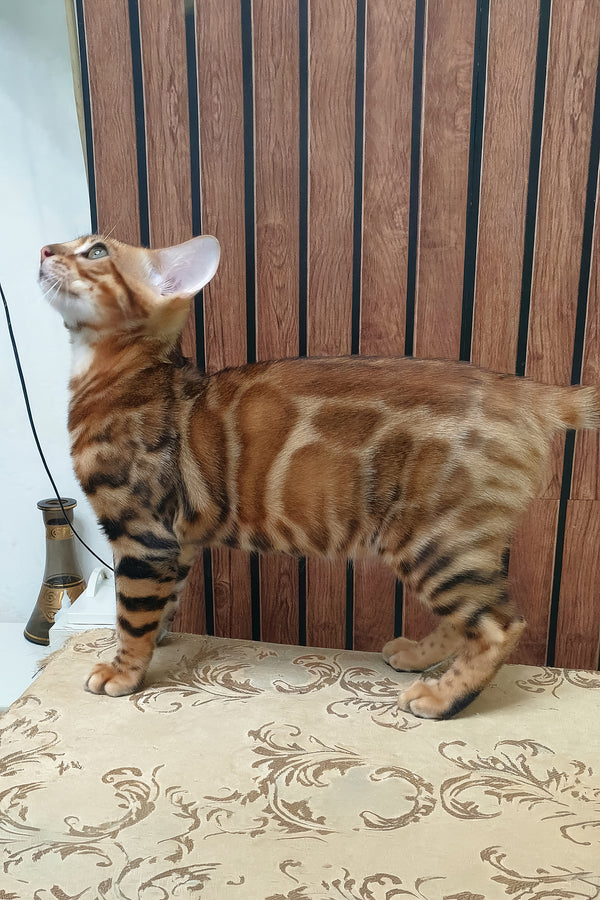 Brown | Bengal Kitten
