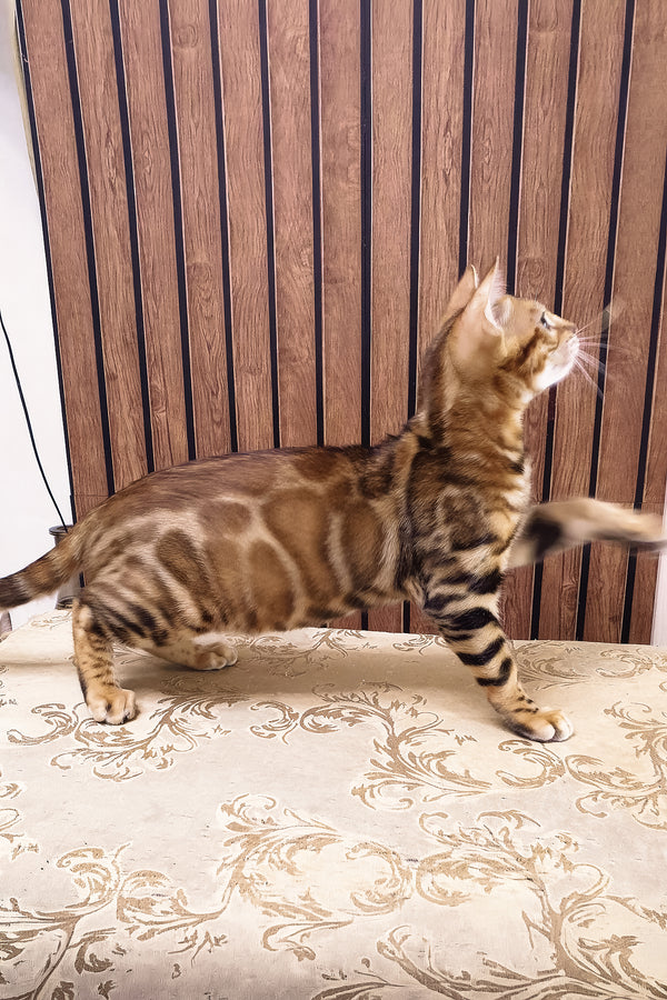 Brown | Bengal Kitten