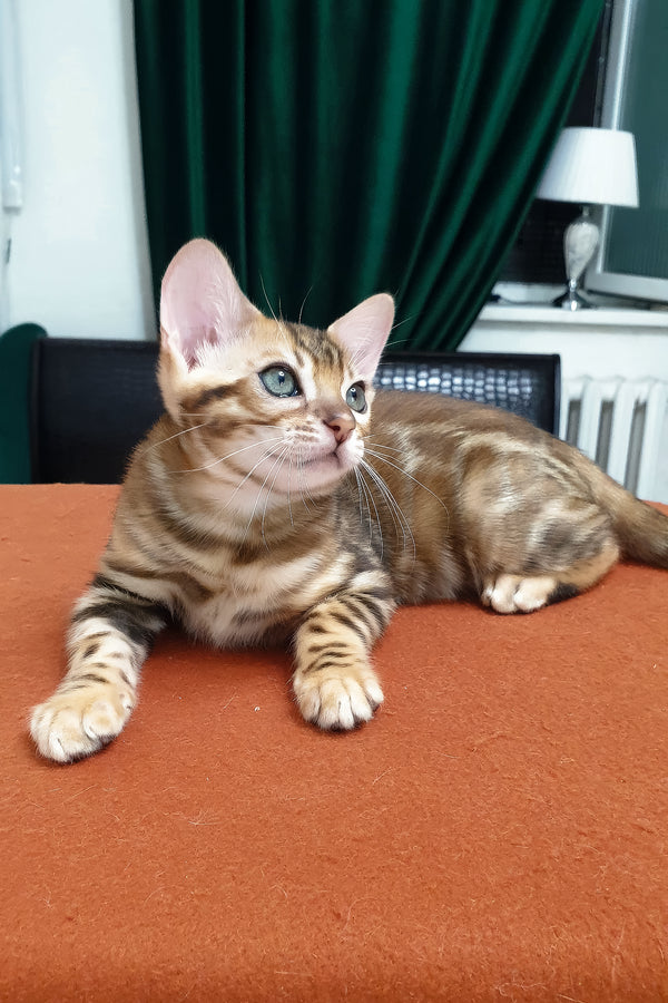 Brown | Bengal Kitten