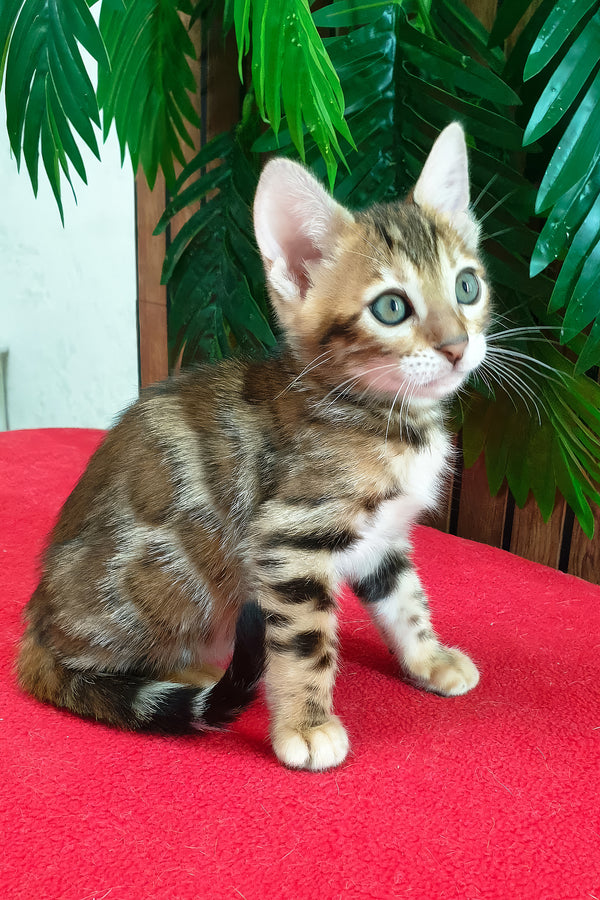 Chanel | Bengal Kitten