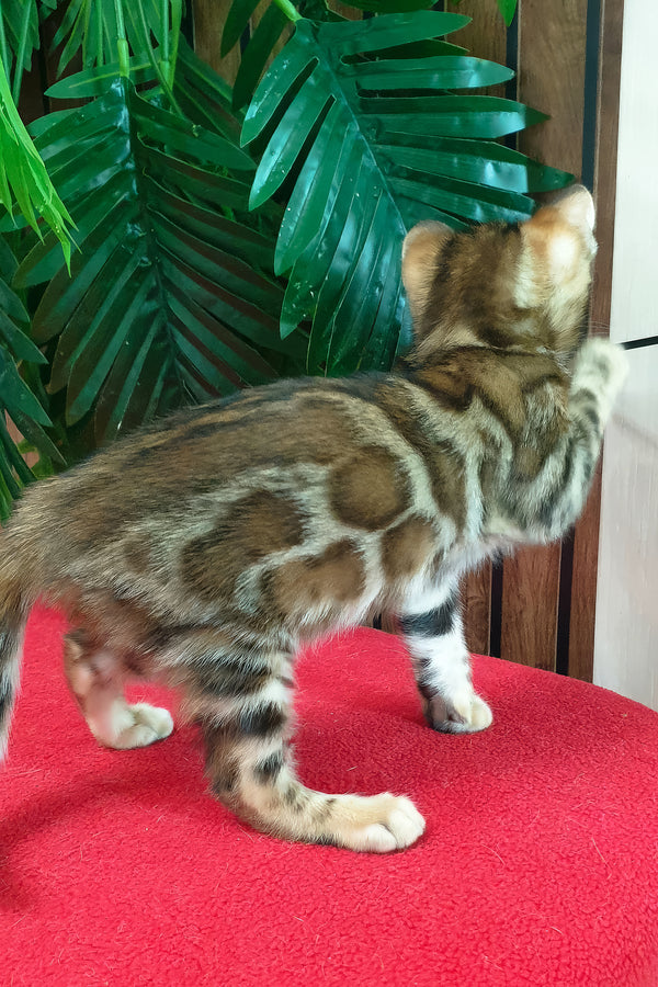 Chanel | Bengal Kitten