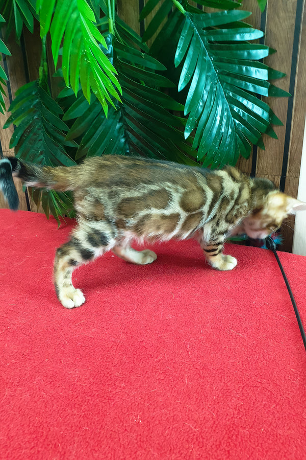 Chanel | Bengal Kitten