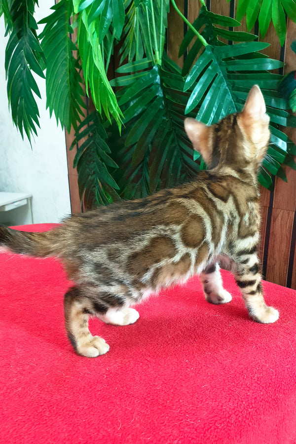 Chanel | Bengal Kitten