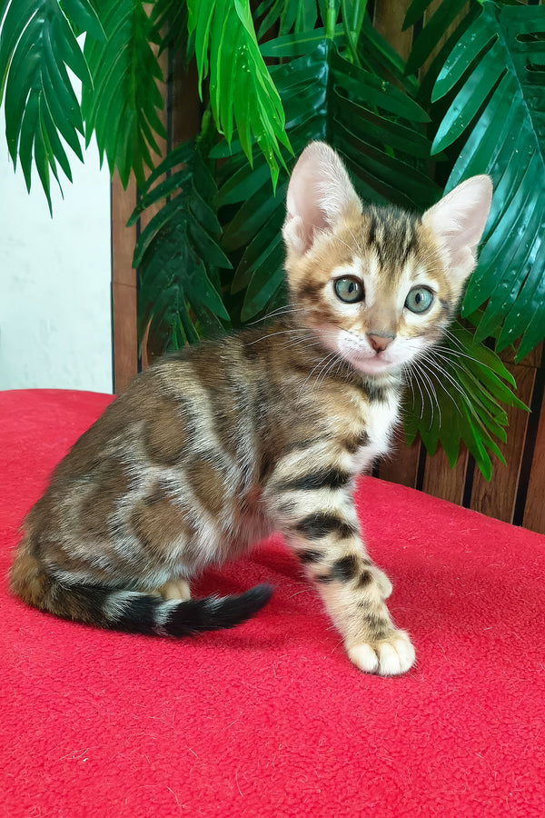 Chanel | Bengal Kitten