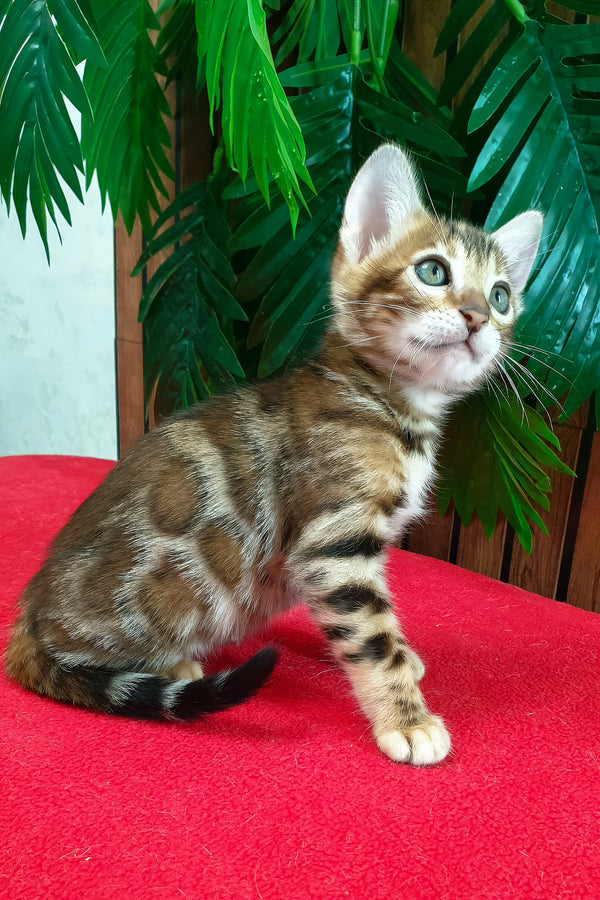 Chanel | Bengal Kitten
