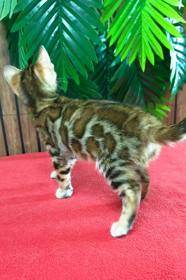 Chanel | Bengal Kitten