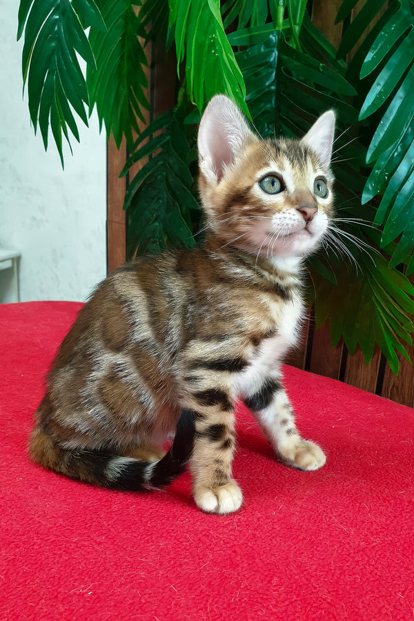 Chanel | Bengal Kitten