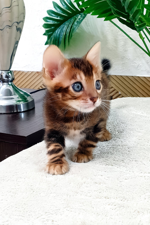 Alarik | Bengal Kitten