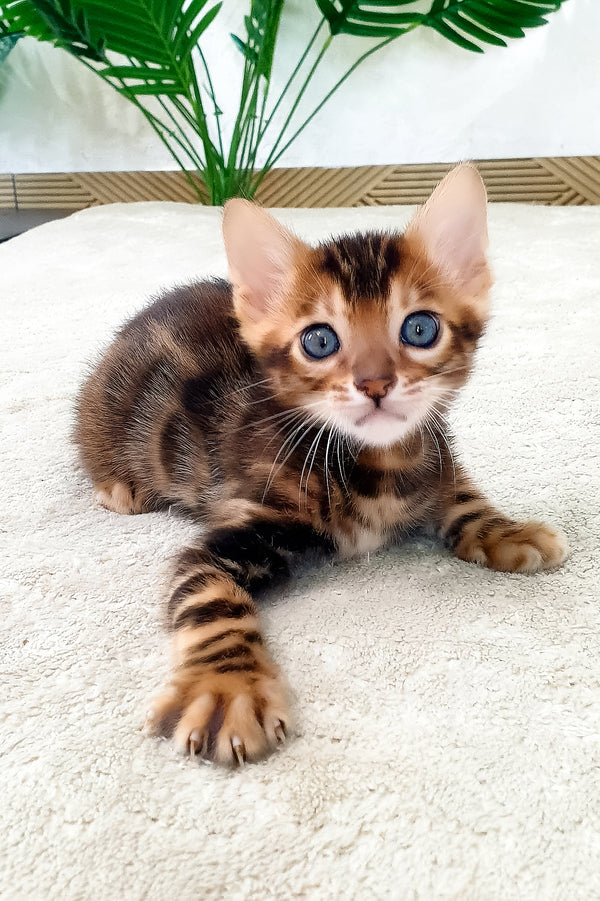 Alarik | Bengal Kitten
