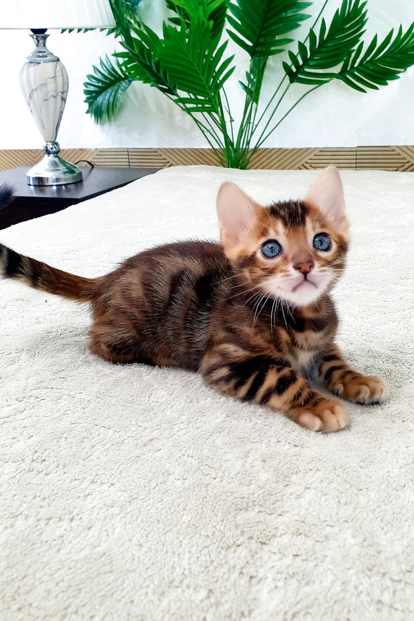 Alarik | Bengal Kitten