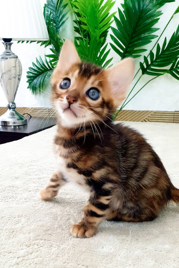 Alarik | Bengal Kitten