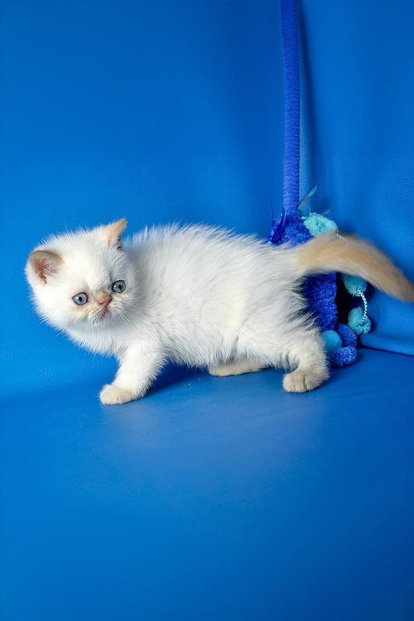 Thomas | Exotic Shorthair Kitten