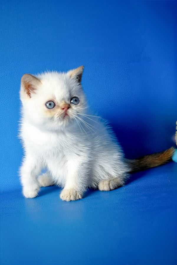 Thomas | Exotic Shorthair Kitten