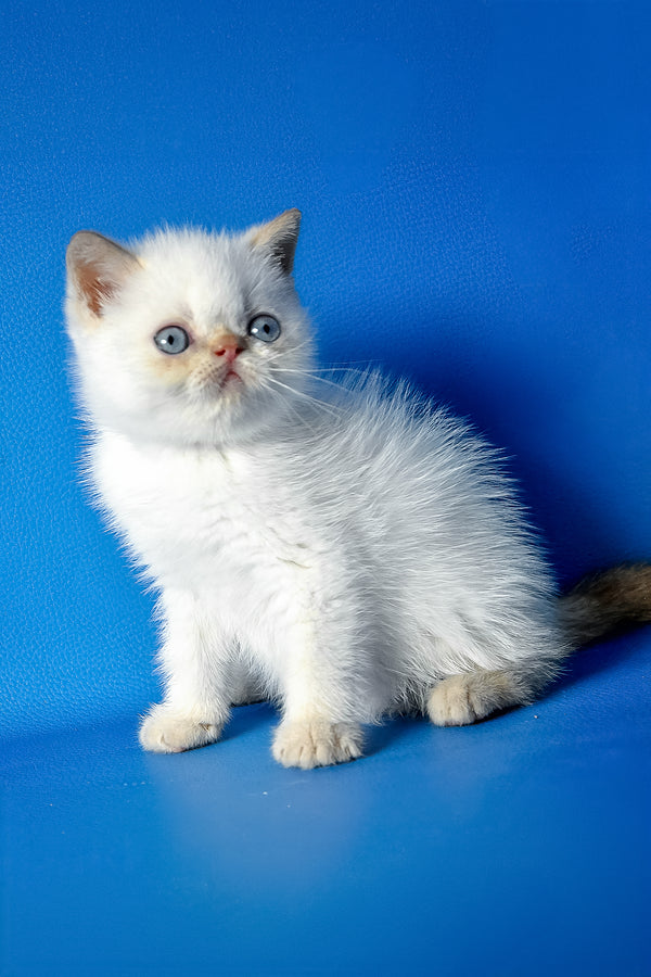 Thomas | Exotic Shorthair Kitten
