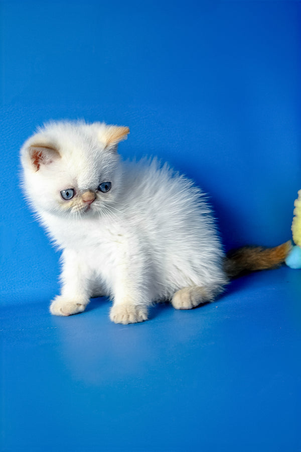 Thomas | Exotic Shorthair Kitten