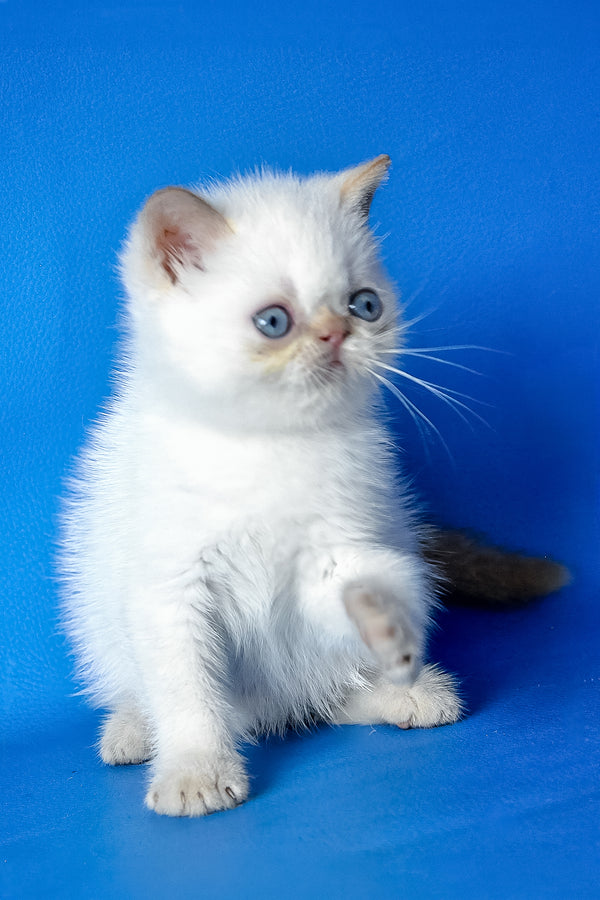 Thomas | Exotic Shorthair Kitten