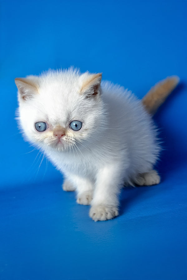 Thomas | Exotic Shorthair Kitten