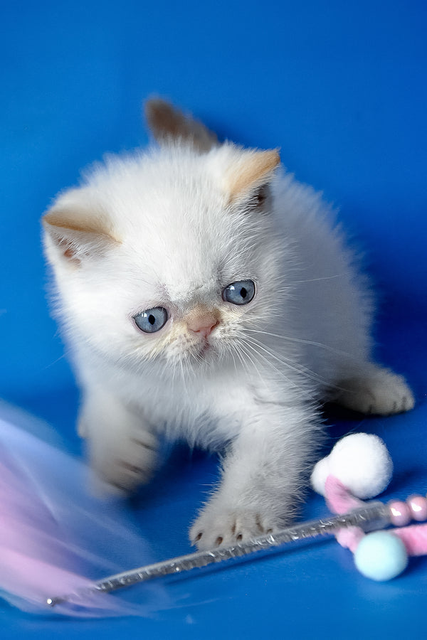 Thomas | Exotic Shorthair Kitten