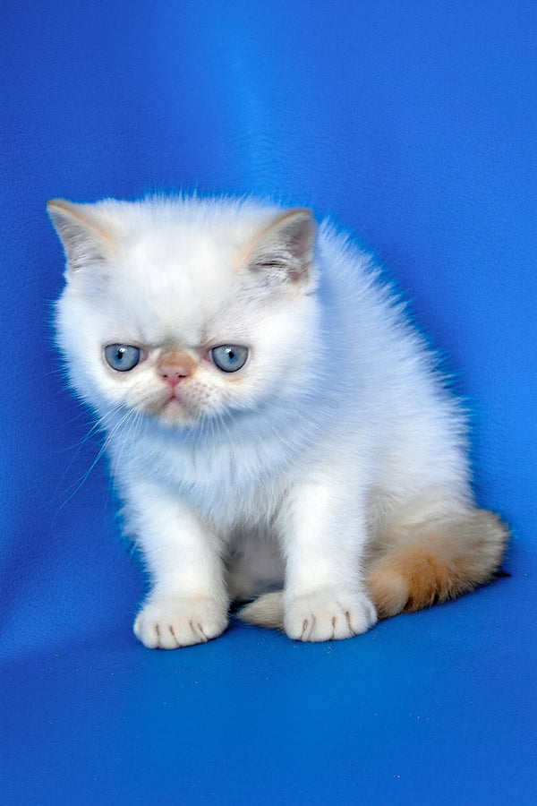 Topaz | Exotic Shorthair Kitten