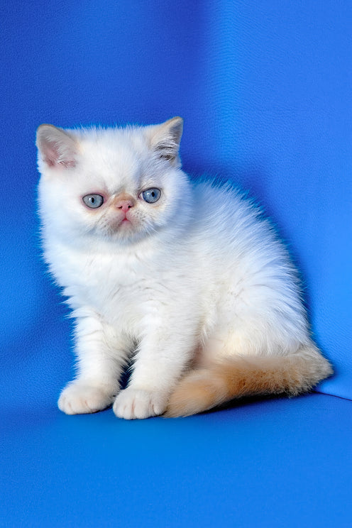Topaz | Exotic Shorthair Kitten