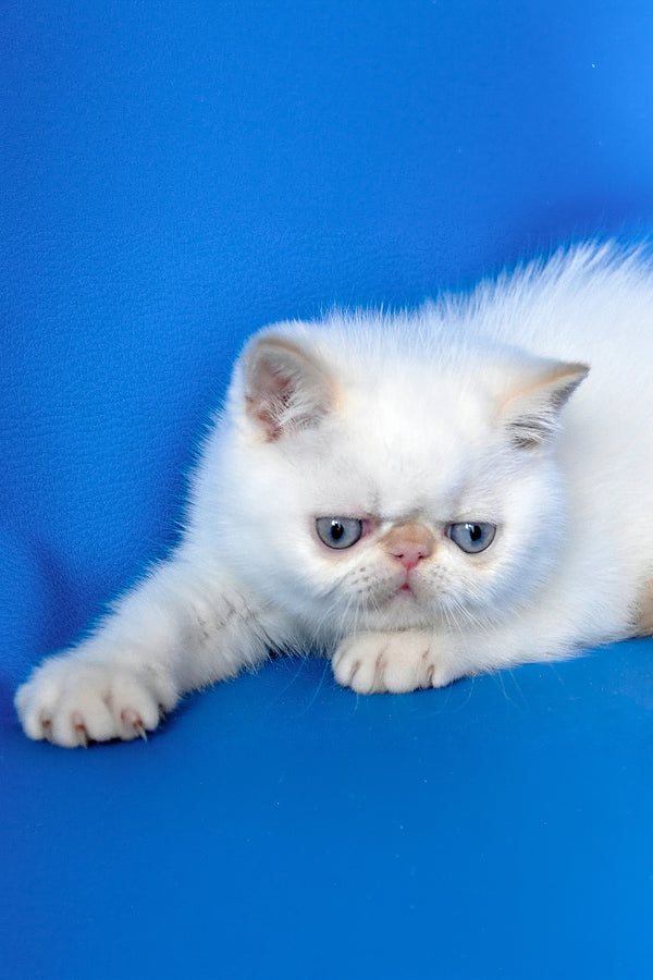 Topaz | Exotic Shorthair Kitten