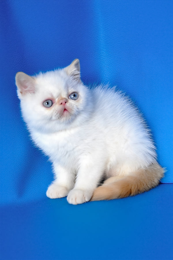 Topaz | Exotic Shorthair Kitten