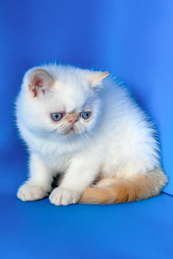 Topaz | Exotic Shorthair Kitten
