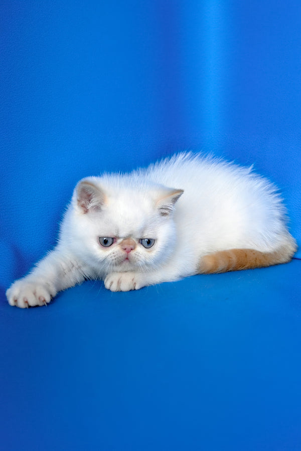 Topaz | Exotic Shorthair Kitten