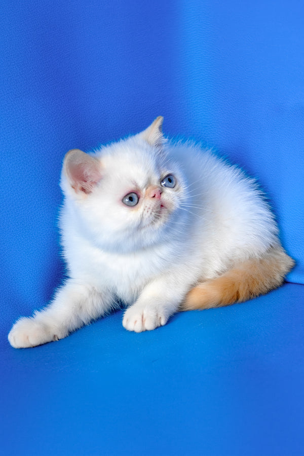 Topaz | Exotic Shorthair Kitten