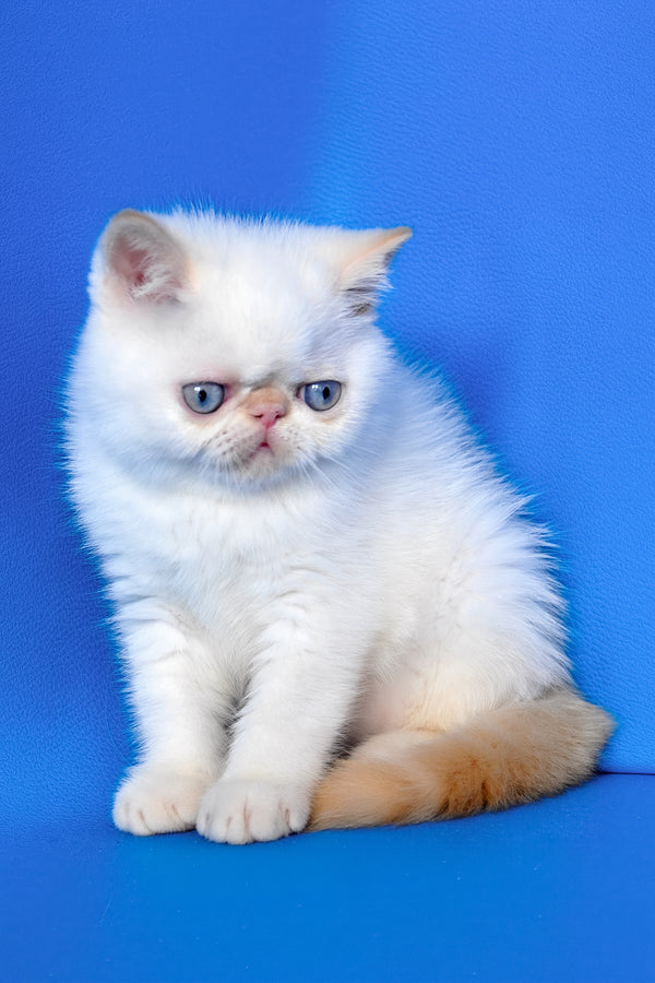 Topaz | Exotic Shorthair Kitten