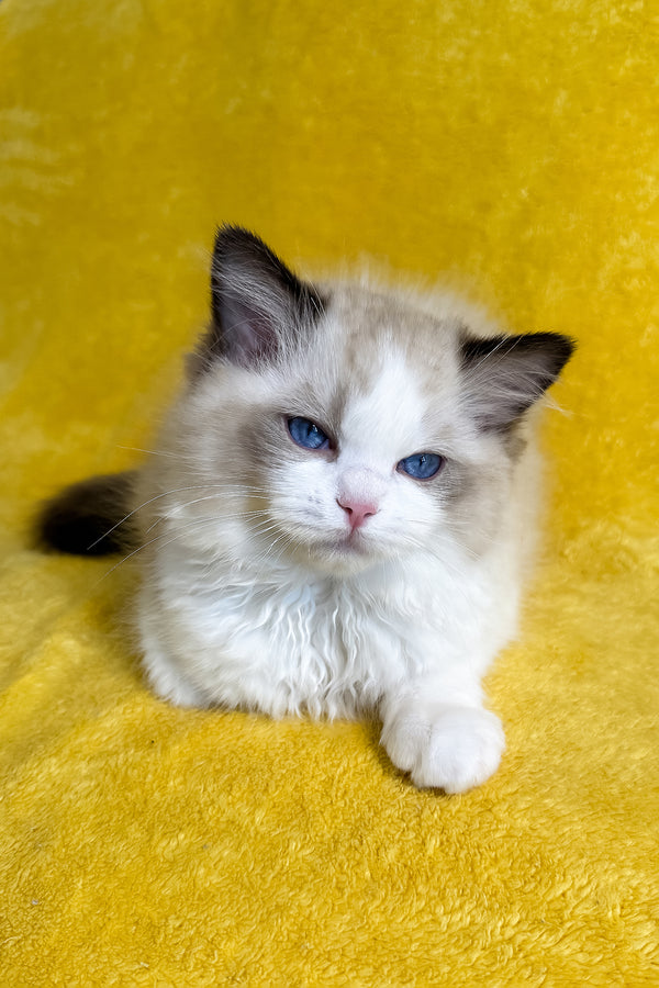 Taco | Ragdoll Kitten