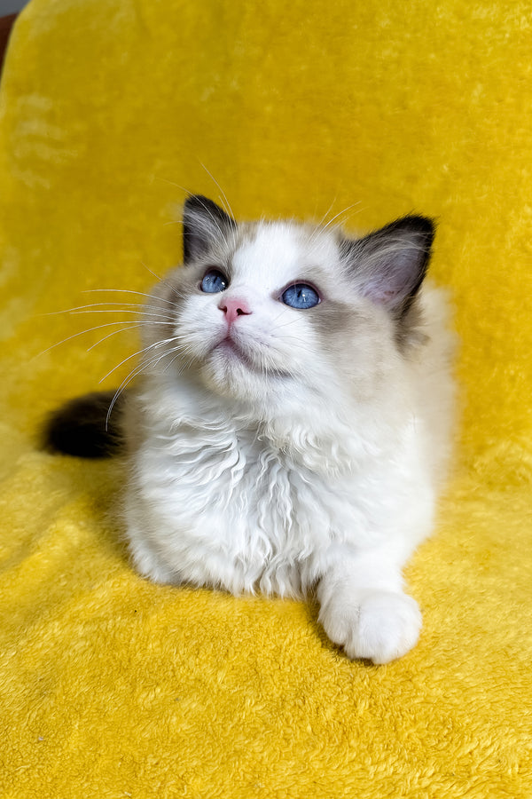Taco | Ragdoll Kitten