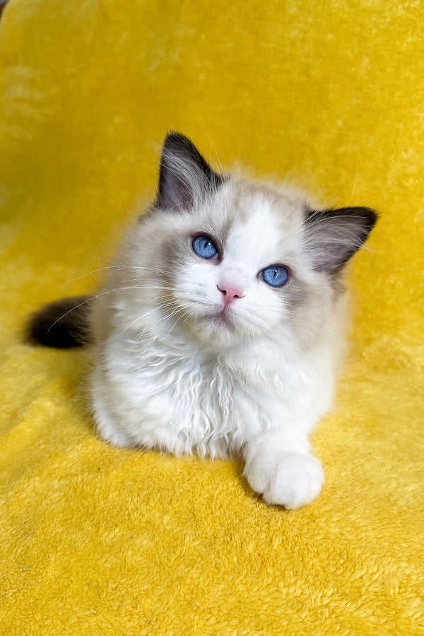 Taco | Ragdoll Kitten