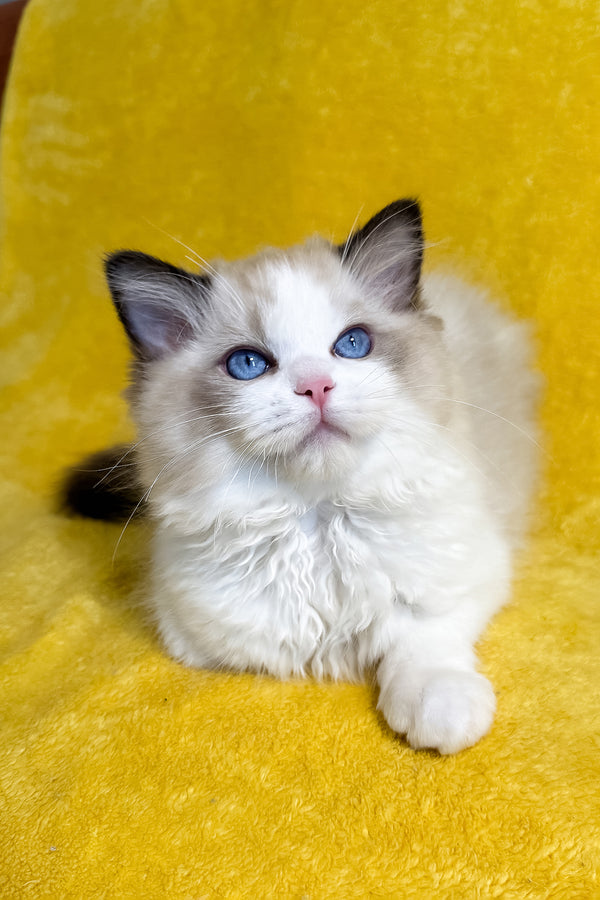 Taco | Ragdoll Kitten