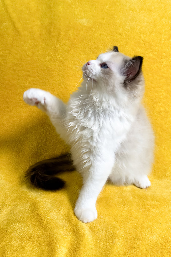Taco | Ragdoll Kitten