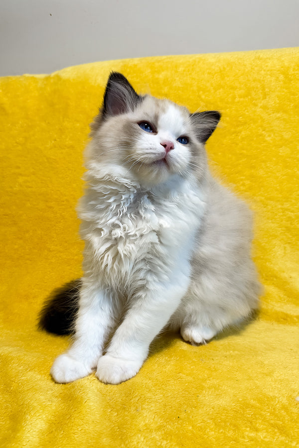 Taco | Ragdoll Kitten