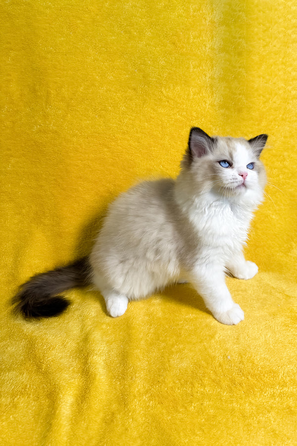 Taco | Ragdoll Kitten
