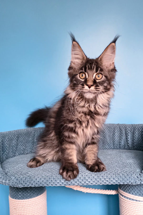 Taiga | Maine Coon Kitten