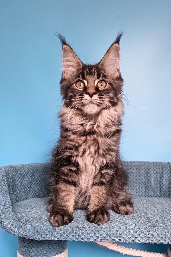 Taiga | Maine Coon Kitten