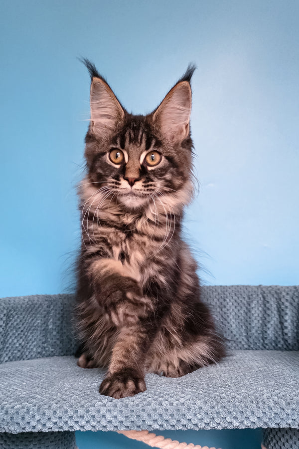Taiga | Maine Coon Kitten