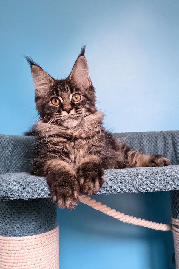 Taiga | Maine Coon Kitten