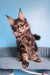 Taiga | Maine Coon Kitten
