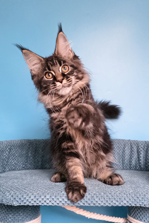 Taiga | Maine Coon Kitten