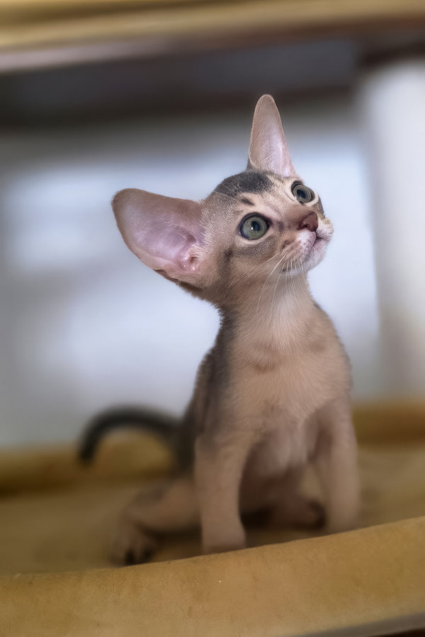 Taison | Abyssinian Kitten