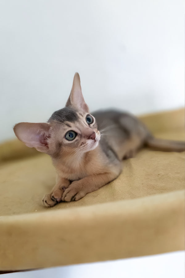 Taison | Abyssinian Kitten