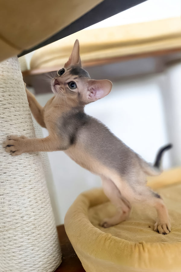Taison | Abyssinian Kitten