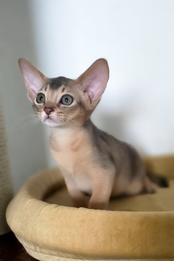 Taison | Abyssinian Kitten