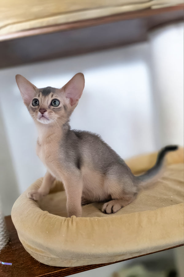 Taison | Abyssinian Kitten
