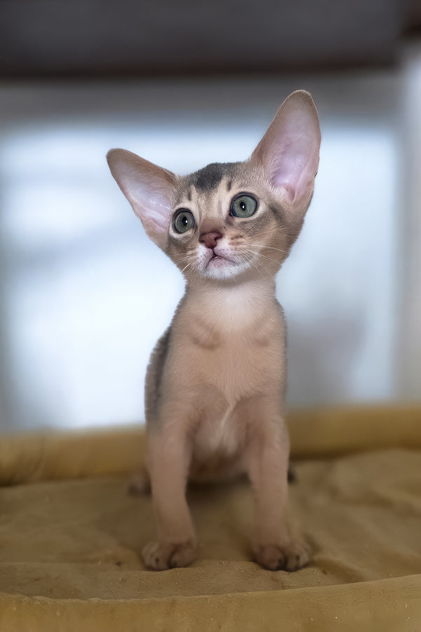 Taison | Abyssinian Kitten